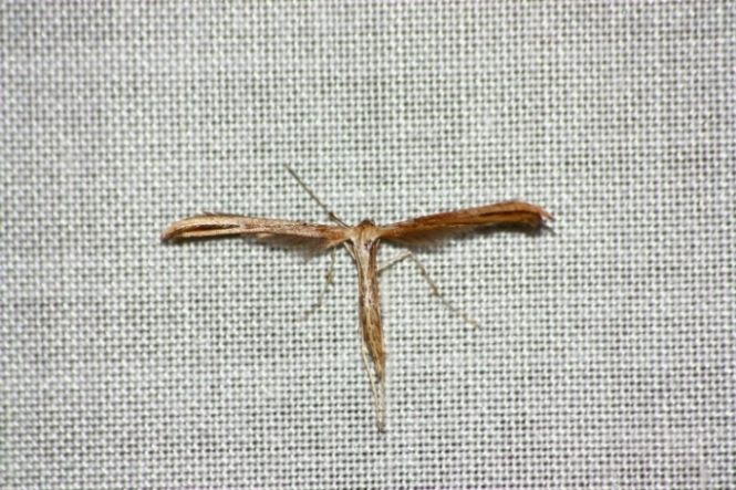 Pterophoridae , ma quale?